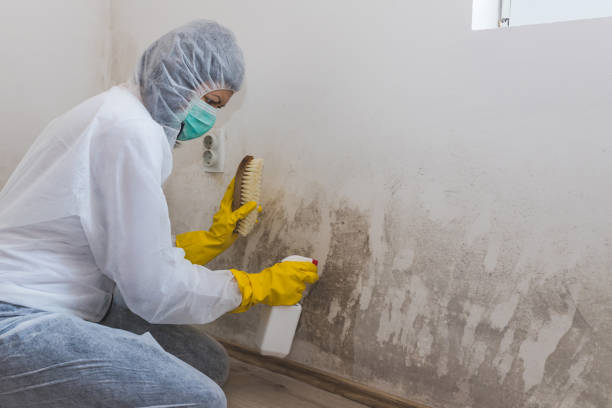 Best Mold Remediation  in Stanley, ND