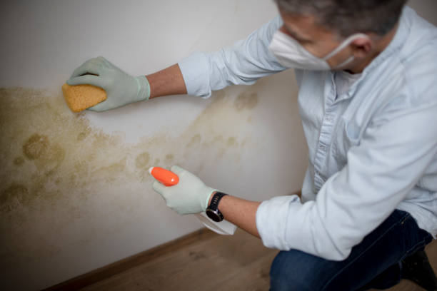 Best Office Mold Removal Services  in Stanley, ND