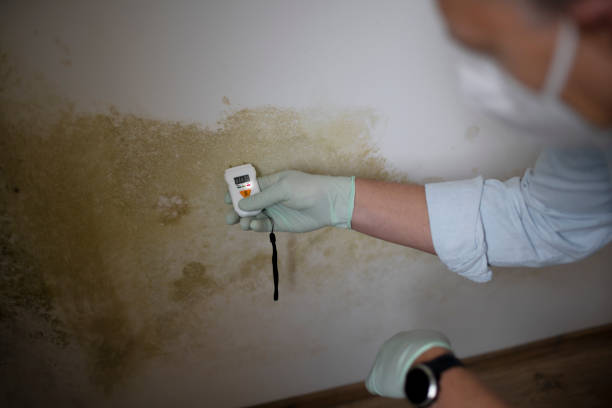 Office Mold Removal Services in Stanley, ND