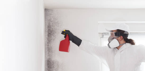 Best Attic Mold Removal  in Stanley, ND