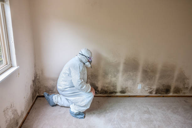 Best Professional Mold Removal  in Stanley, ND