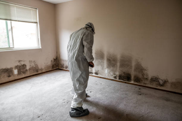 Best Mold Inspection  in Stanley, ND
